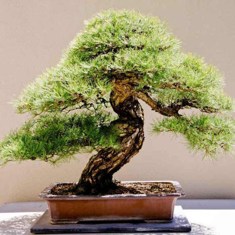 How to Collect Trees From Bonsai Pots in SkyFactory