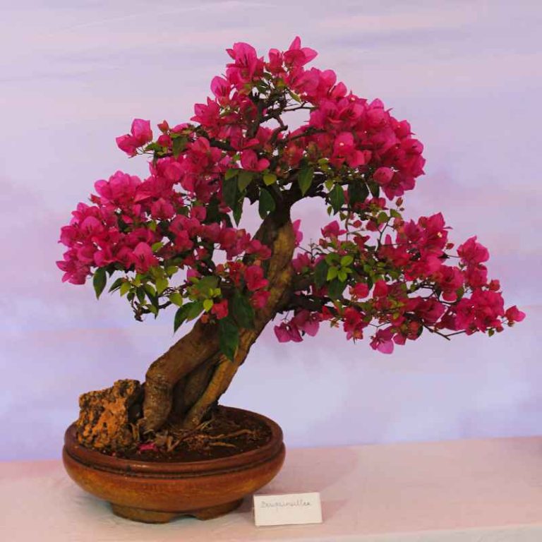 How to Deal With Trunk Rot on Bougainvillea Bonsai Tree