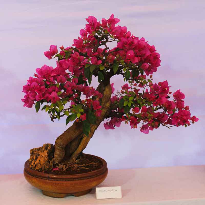 How to Deal With Trunk Rot on Bougainvillea Bonsai Tree