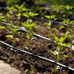 How to Determine Irrigation Time for a Drip Sprinkler System
