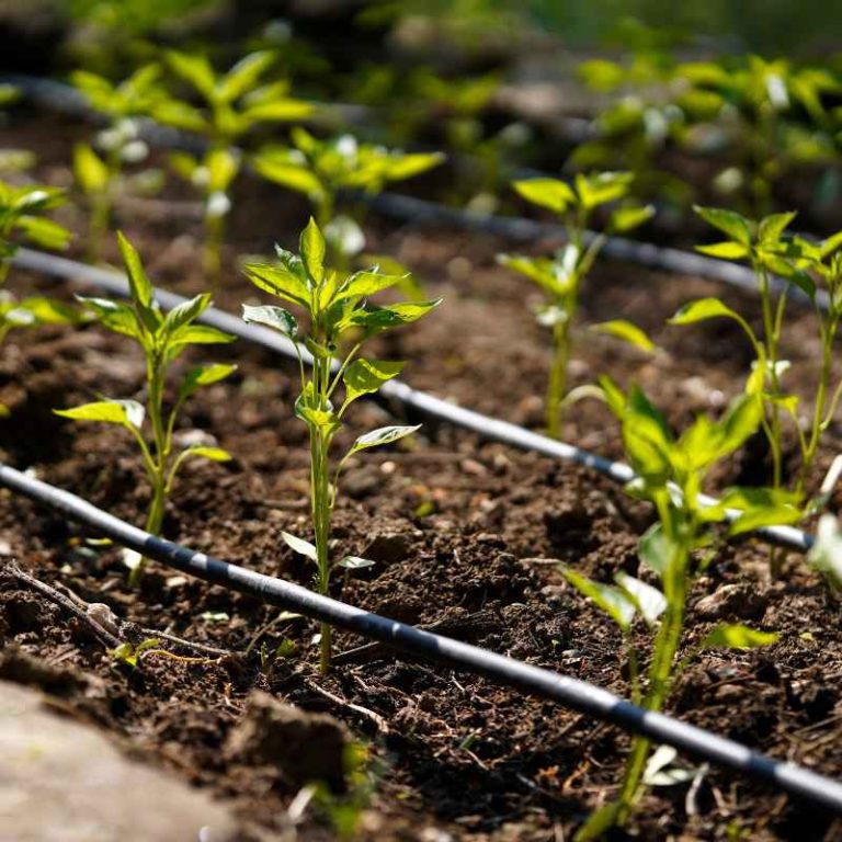 How to Determine Irrigation Time for a Drip Sprinkler System