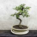 How to Fertilize a Fukien Tea Bonsai the Right Way