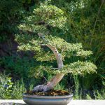 How to Force New Sprouts on Your Chinese Elm Bonsai