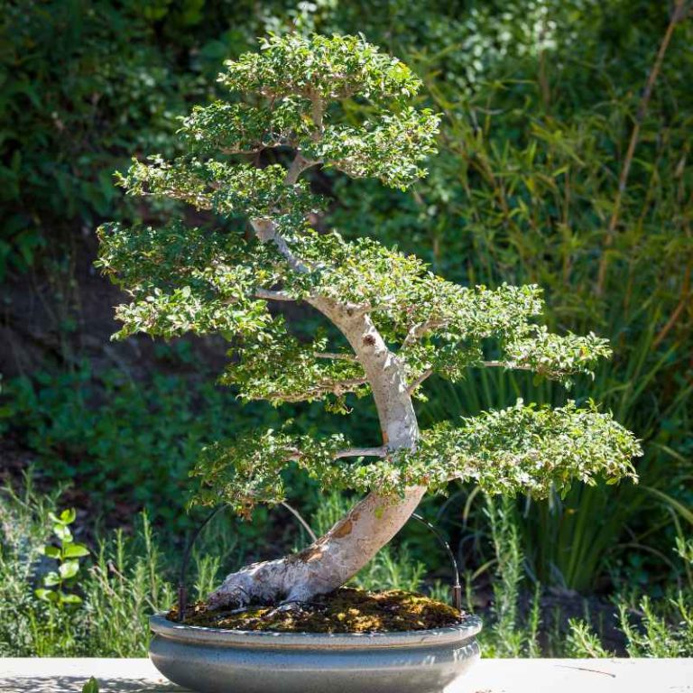 How to Force New Sprouts on Your Chinese Elm Bonsai