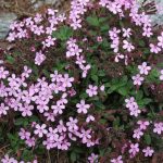 How to Garden With Saponaria Ocymoides Plug Plants Easily