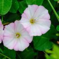 How to Get Rid of Bindweed Without Killing Other Plants