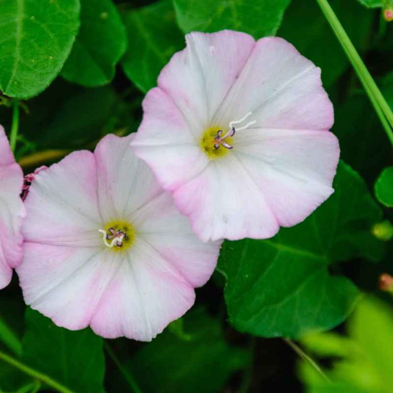 How to Get Rid of Bindweed Without Killing Other Plants