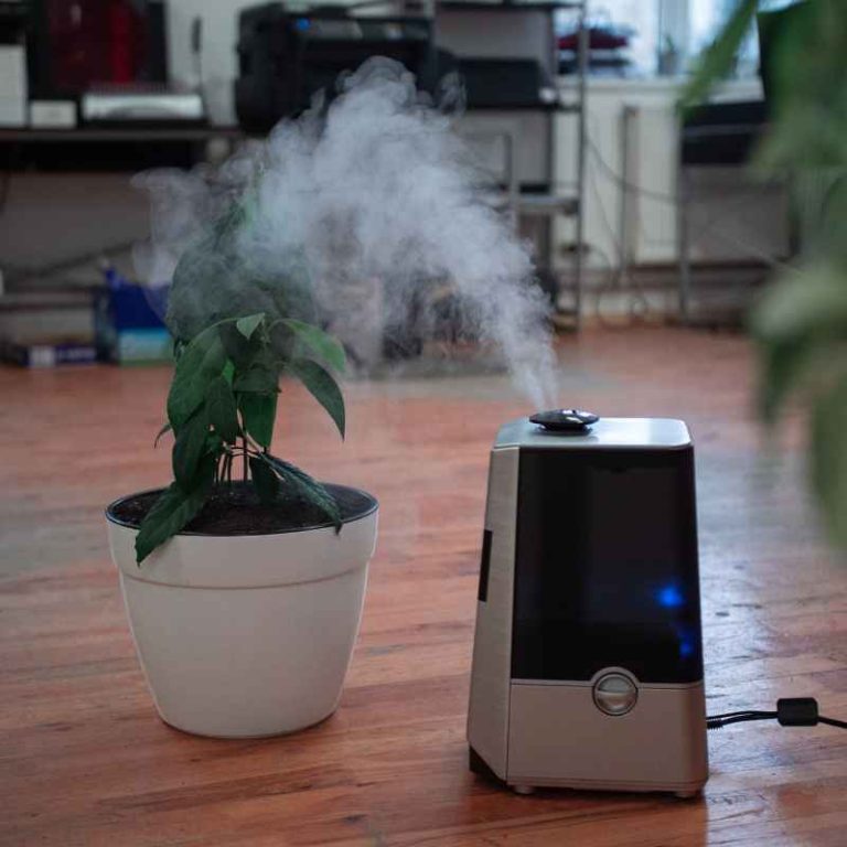 How to Increase Humidity for Plants Without a Humidifier