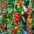 How to Plant Food in Round Gardener Tomato And Vegetable Pots