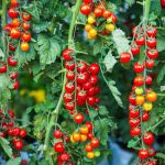 How to Plant Food in Round Gardener Tomato And Vegetable Pots
