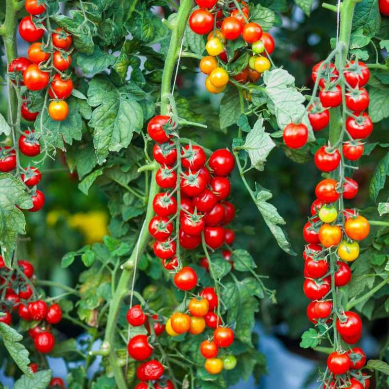 How to Plant Food in Round Gardener Tomato And Vegetable Pots