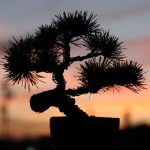 How to Plant Japanese Black Pine Bonsai Seeds Effectively
