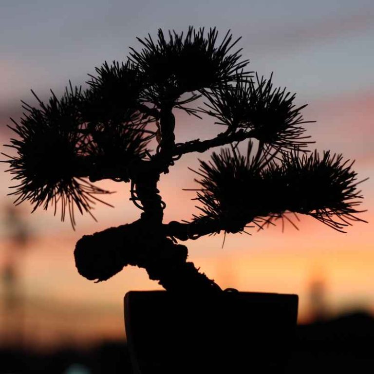 How to Plant Japanese Black Pine Bonsai Seeds Effectively