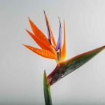 How to Plant Mexican Bird of Paradise Seeds Step-by-Step