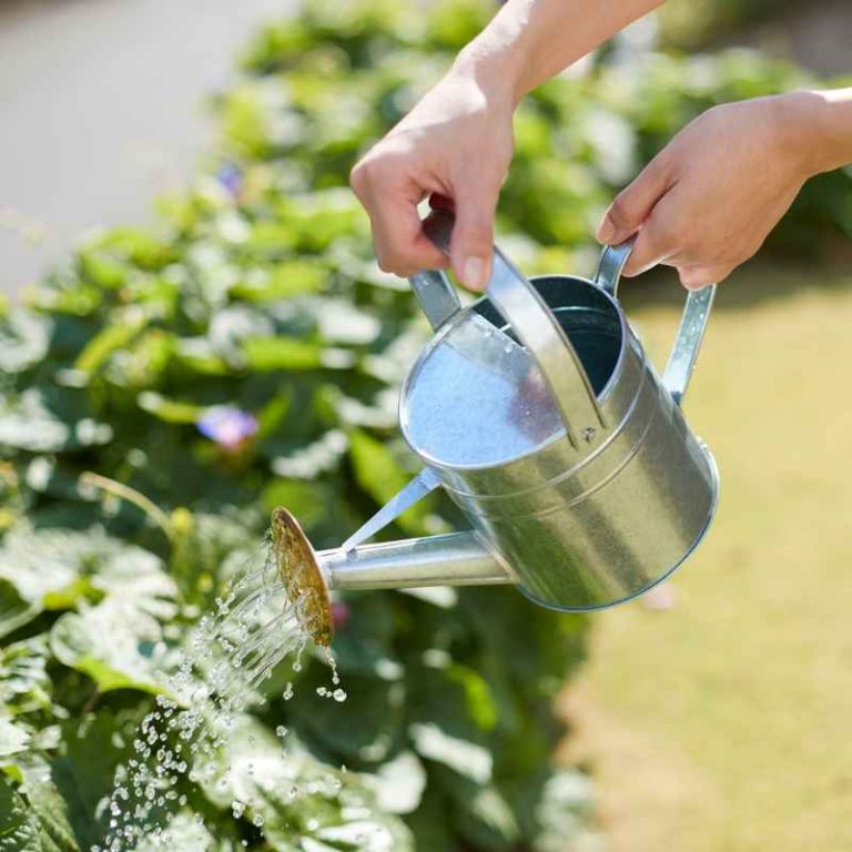 How to Prepare Tap Water for Vegetable Gardens the Right Way