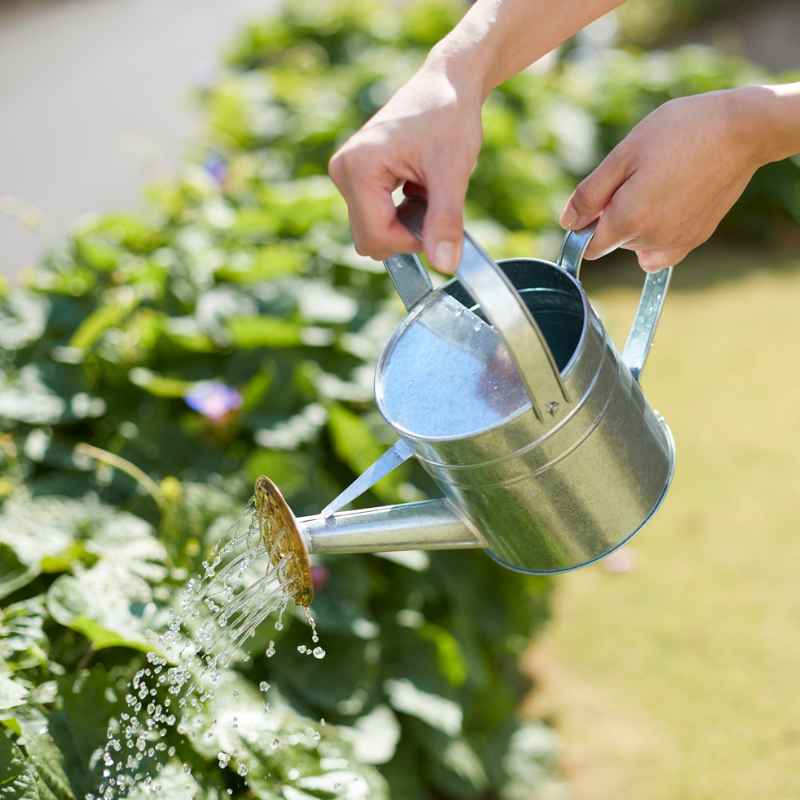 How to Prepare Tap Water for Vegetable Gardens the Right Way