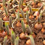 How to Save Tulip Bulbs From a Potted Plant Easily