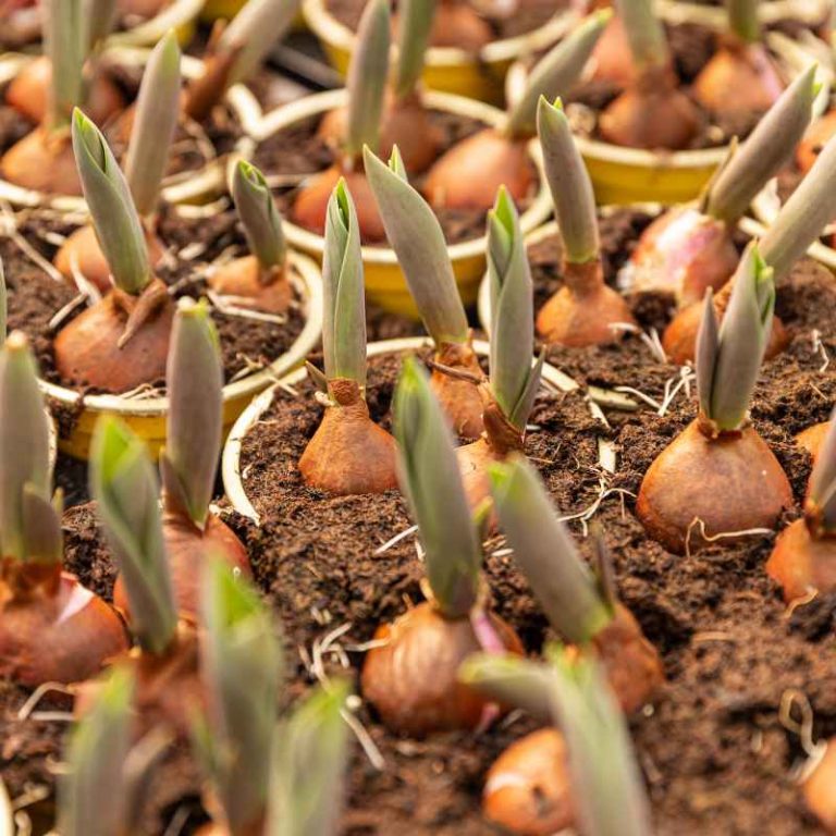 How to Save Tulip Bulbs From a Potted Plant Easily