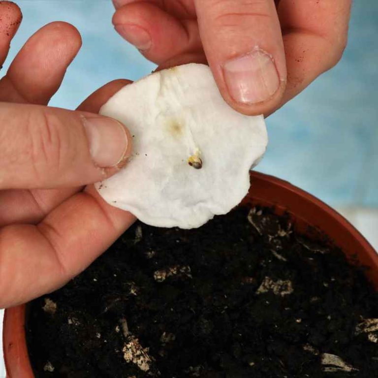 How to Test Seed Viability Before Planting