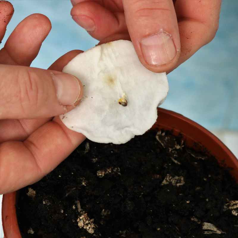 How to Test Seed Viability Before Planting
