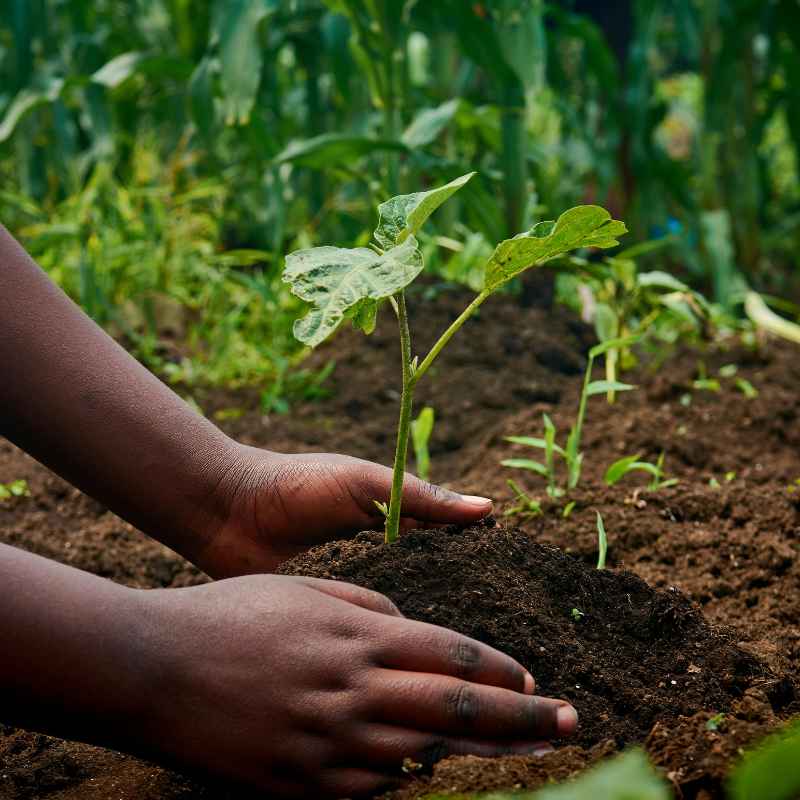 How to Test and Improve Fertility in Organic-Rich Soils