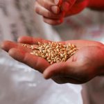 Is It Good to Plant Grass Seed in the Fall?