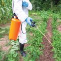 Is Spruce Weed Killer Safe For Vegetable Gardens?