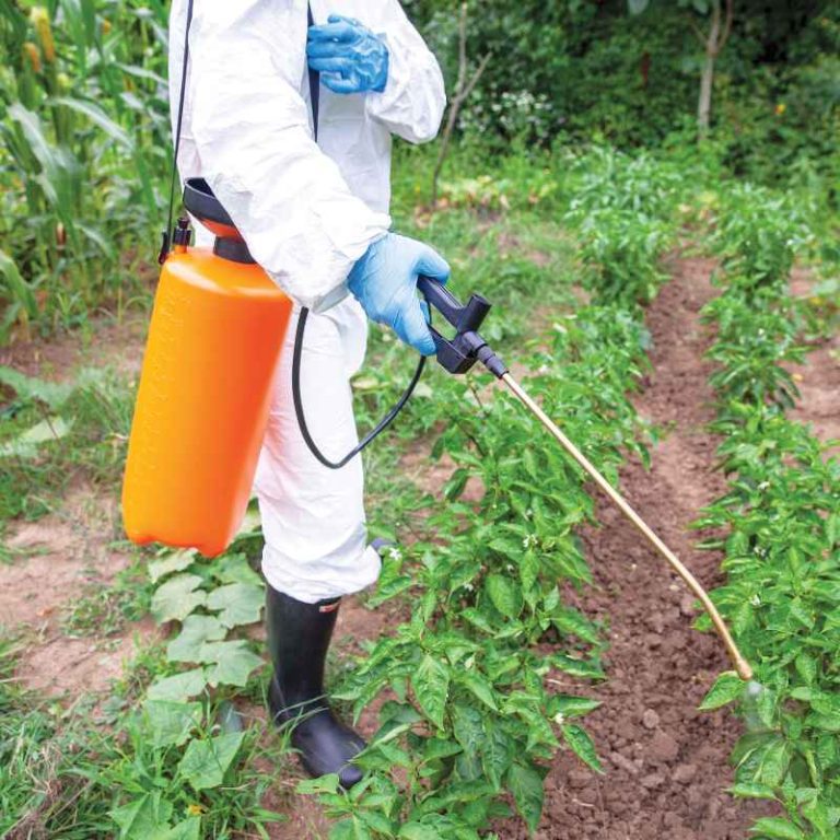Is Spruce Weed Killer Safe For Vegetable Gardens?