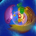 Is The Endoplasmic Reticulum In Both Plant And Animal Cells?