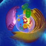 Is The Endoplasmic Reticulum In Both Plant And Animal Cells?