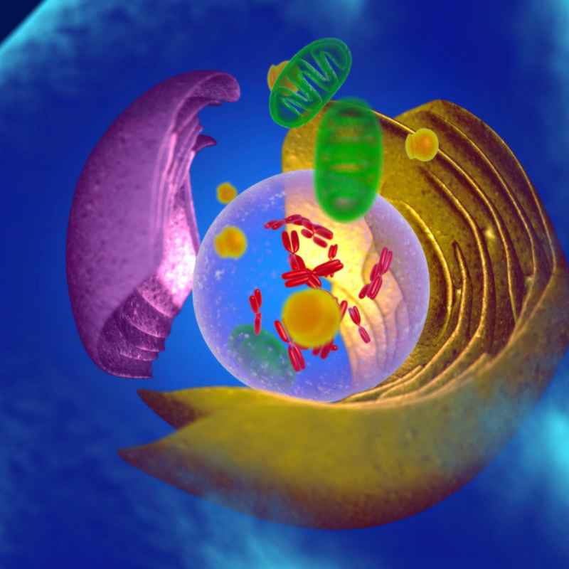 Is The Endoplasmic Reticulum In Both Plant And Animal Cells?