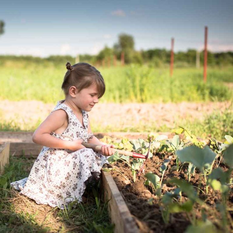 Is There a Weed and Feed Safe for Vegetable Gardens
