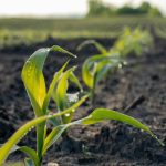 Should Corn Seeds Be Soaked Before Planting