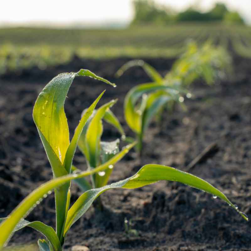Should Corn Seeds Be Soaked Before Planting