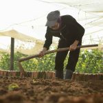 Should I Get Gardening Soil From Habitat for Humanity