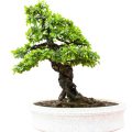 Should You Immediately Repot Nursery Material Bonsai