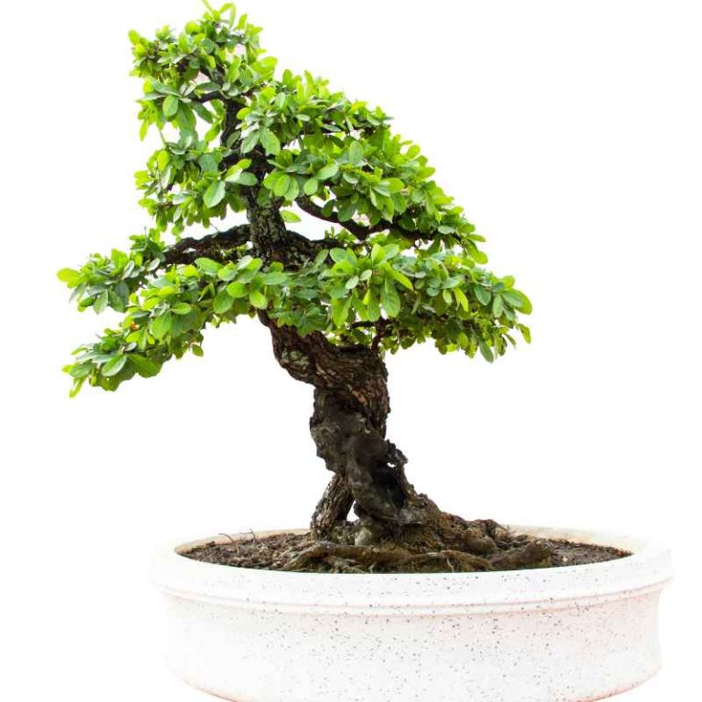 Should You Immediately Repot Nursery Material Bonsai