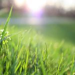 Should You Plant Grass Seed Before It Rains