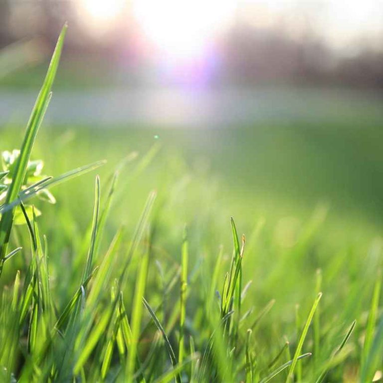 Should You Plant Grass Seed Before It Rains