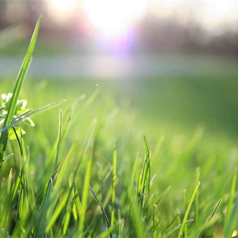 Should You Plant Grass Seed Before It Rains