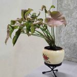 Should You Put in Plants Before the Watering System?