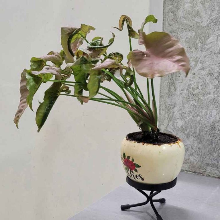 Should You Put in Plants Before the Watering System?