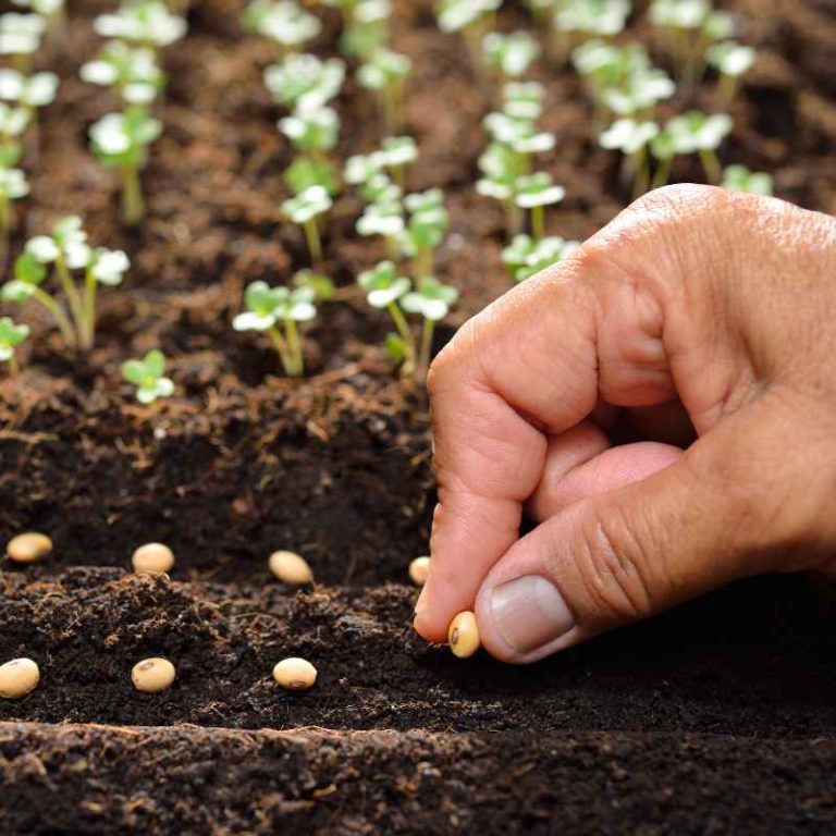 Should You Water Seeds Right After Planting