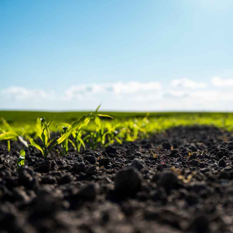 Soil Health as the Foundation of Organic Farming