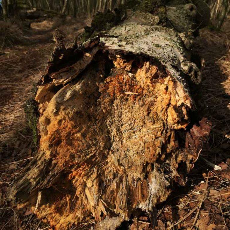 The Rock-Like Substance That Forms From Decayed Plant Matter