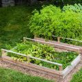 What A Raised Vegetable Garden Planting Should Look Like