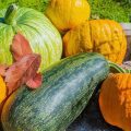 What Are Considered Fall Vegetables for Gardens?