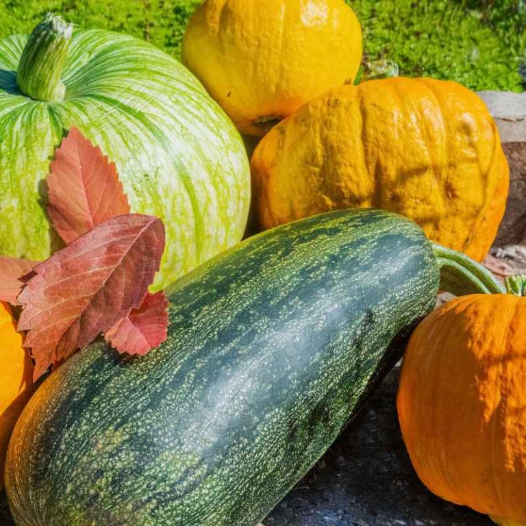 What Are Considered Fall Vegetables for Gardens?