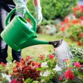 What Gardeners Can Do To Help Plants During Climate Change