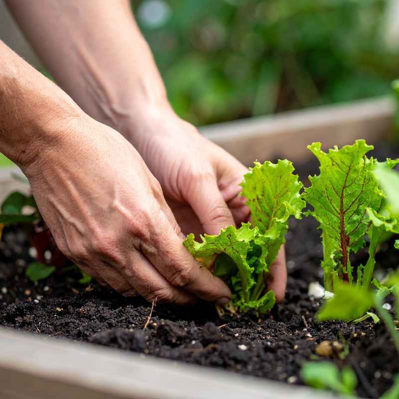 What Is Expanding Garden Soil?